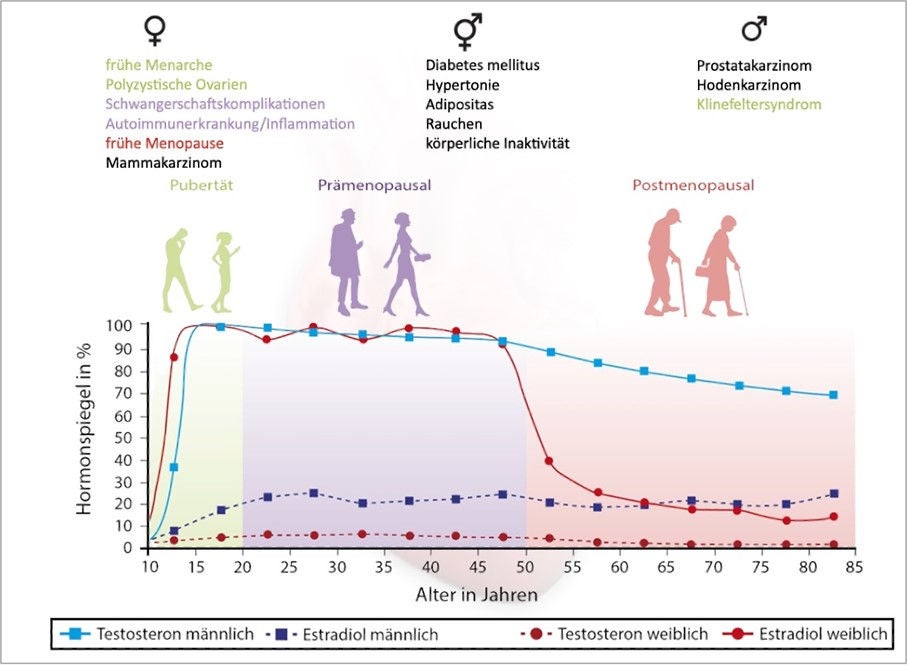 Abbildung 1: Verlauf der Hormonspiegel in verschiedenen Lebensphasen bei Frauen und Männern und geschlechterspezifische kardiovaskuläre Risikokonstellationen, den Lebensphasen entsprechend farblich markiert.  - Positionspapier Geschlechterspezifische Kardiologie