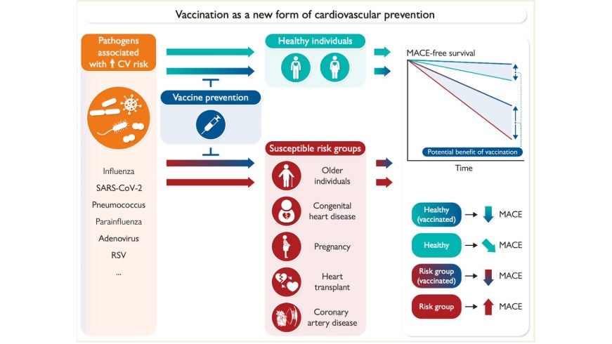 Vaccination as a new form of cardiovascular prevention