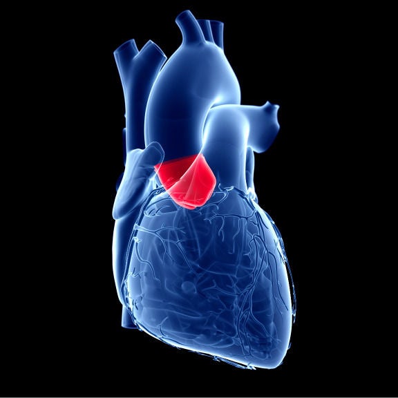 Herzmodell mit Aortenklappe