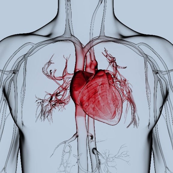 Herz und Blutgefäße