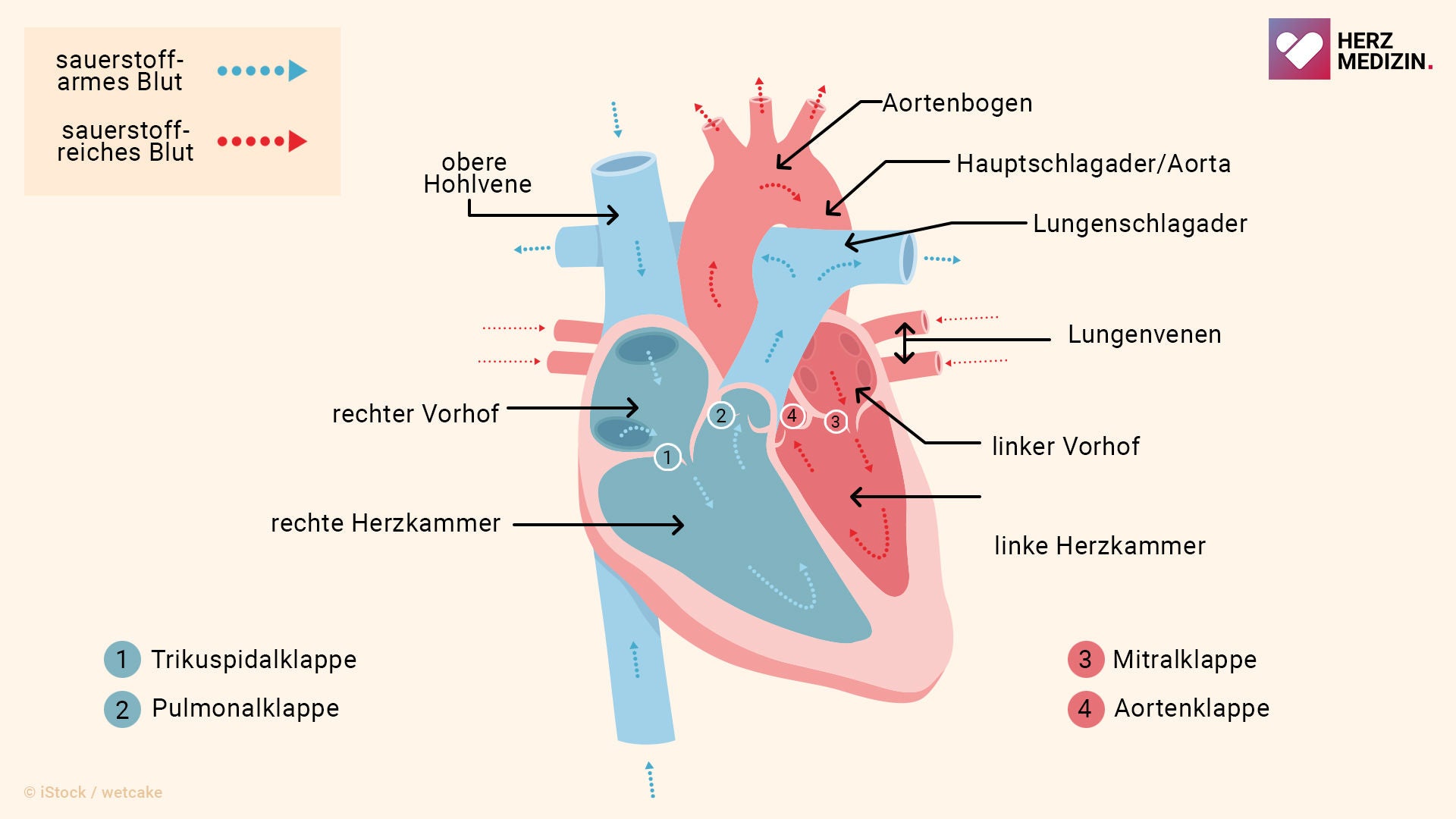 Das Herz pumpt Blut in Lunge und Körper.