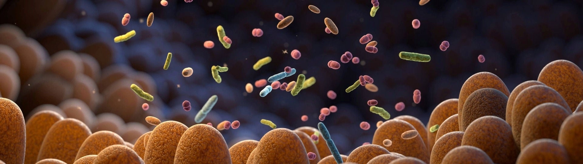 Mikrobiom und Darmbakterien