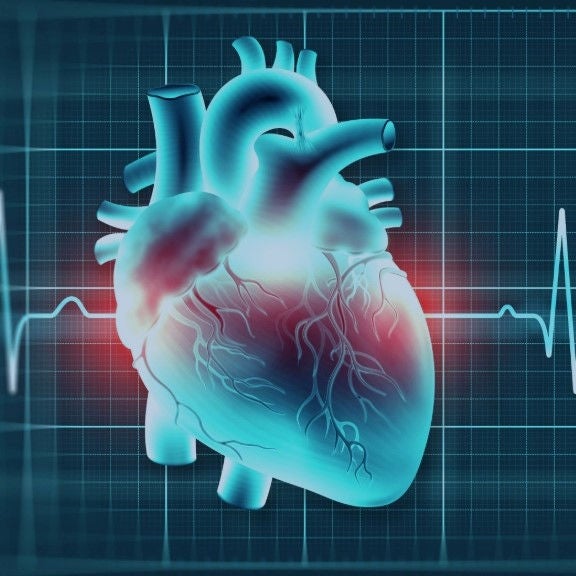 Herz und EKG