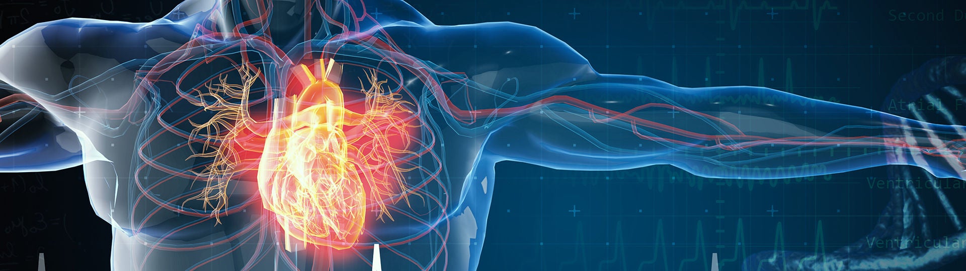 Grafik zeigt ein Herz in der Brust.