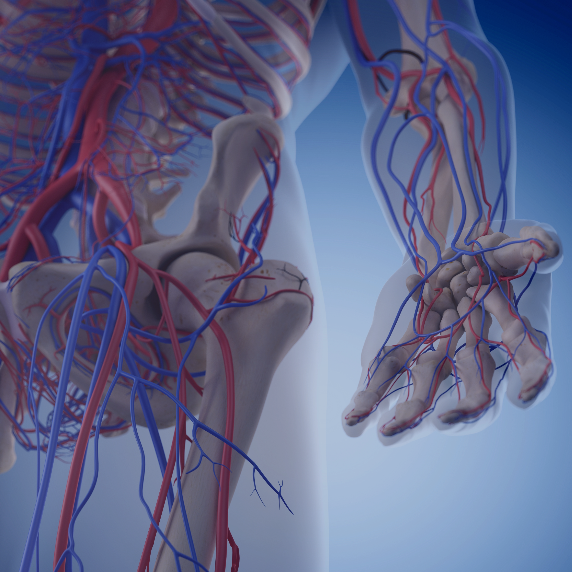 arterie-kreislauf-hand-femoral