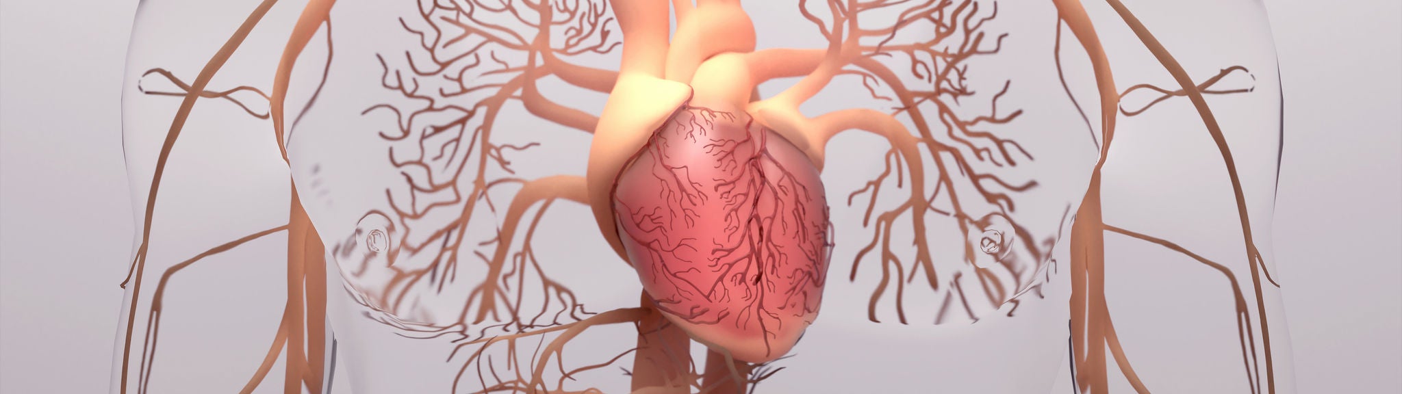 Eine Grafik mit Arterien, die vom Herzen in den Körper führen