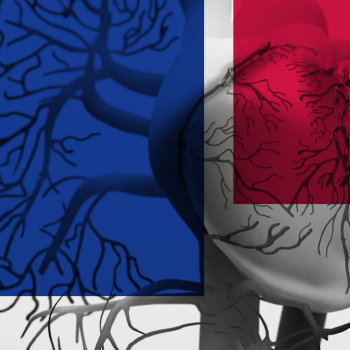 Abbildung eines anatomischen Herzens