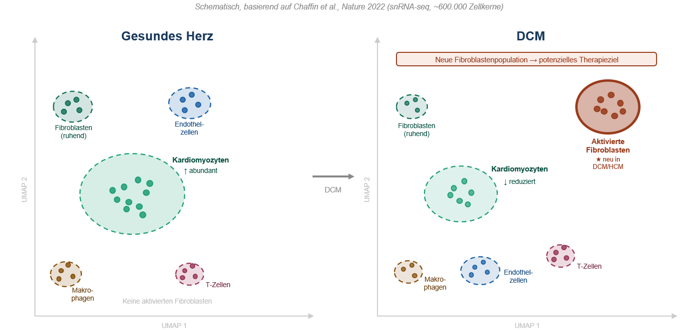 Single-Cell Sequencing: Schematisches Beispiel – Gesundes Herz vs. DCM
