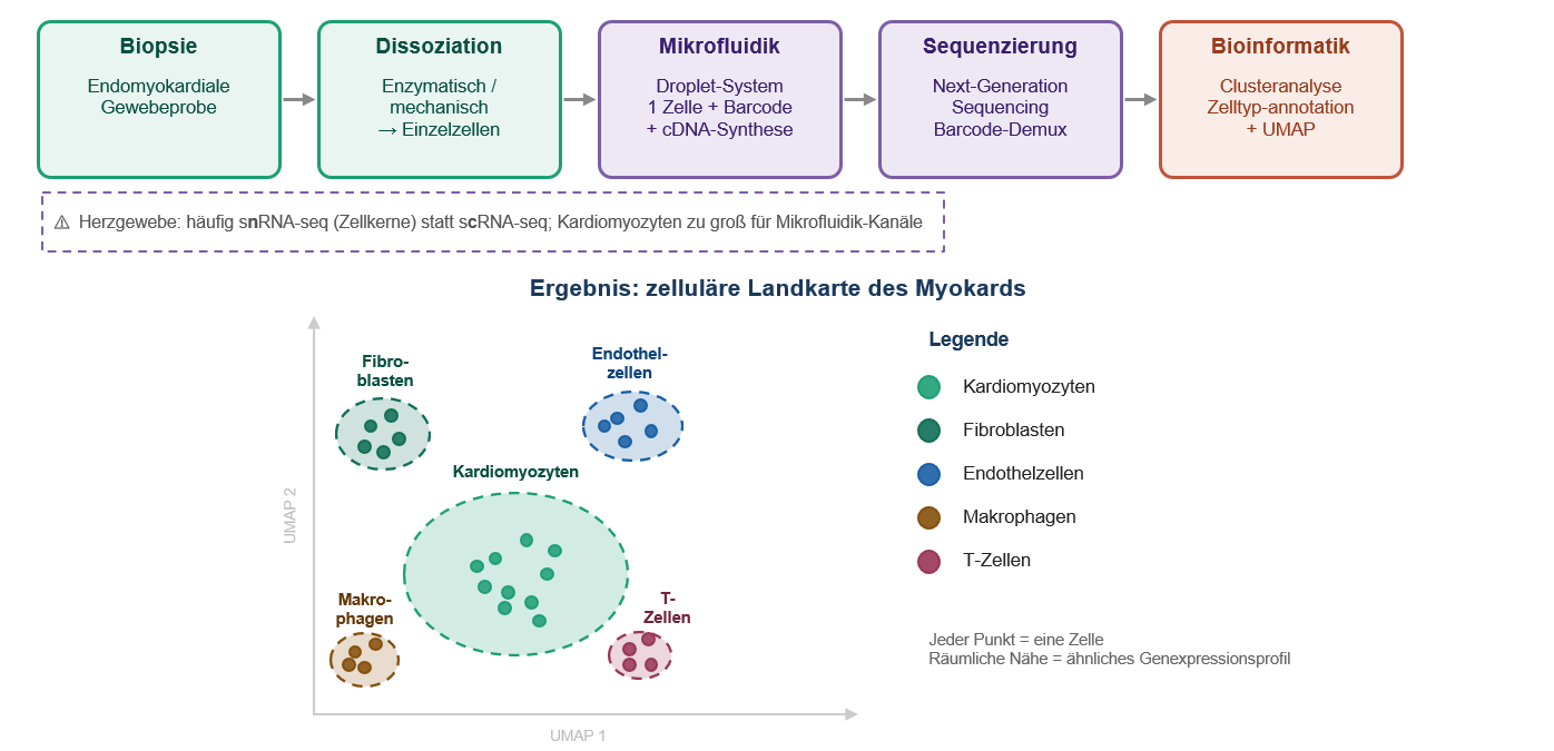 Workflow Single-Cell Sequencing (scRNAseq)