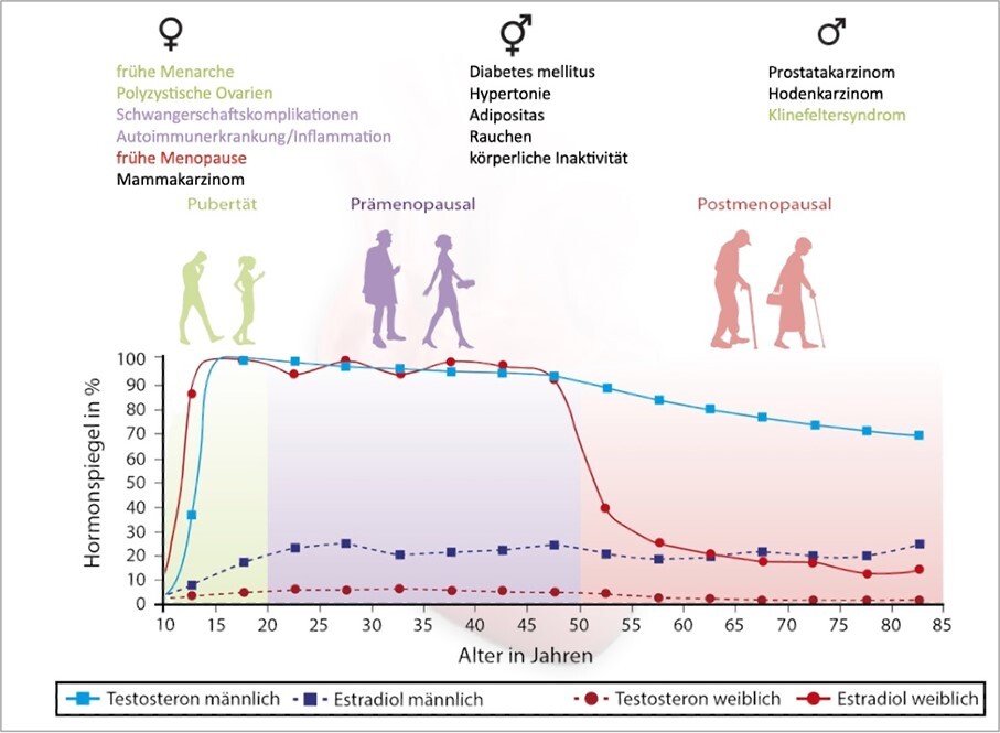 Hormonspiegel-Frauen-Maenner-Positionspapier-Geschlechterspez-Medizin