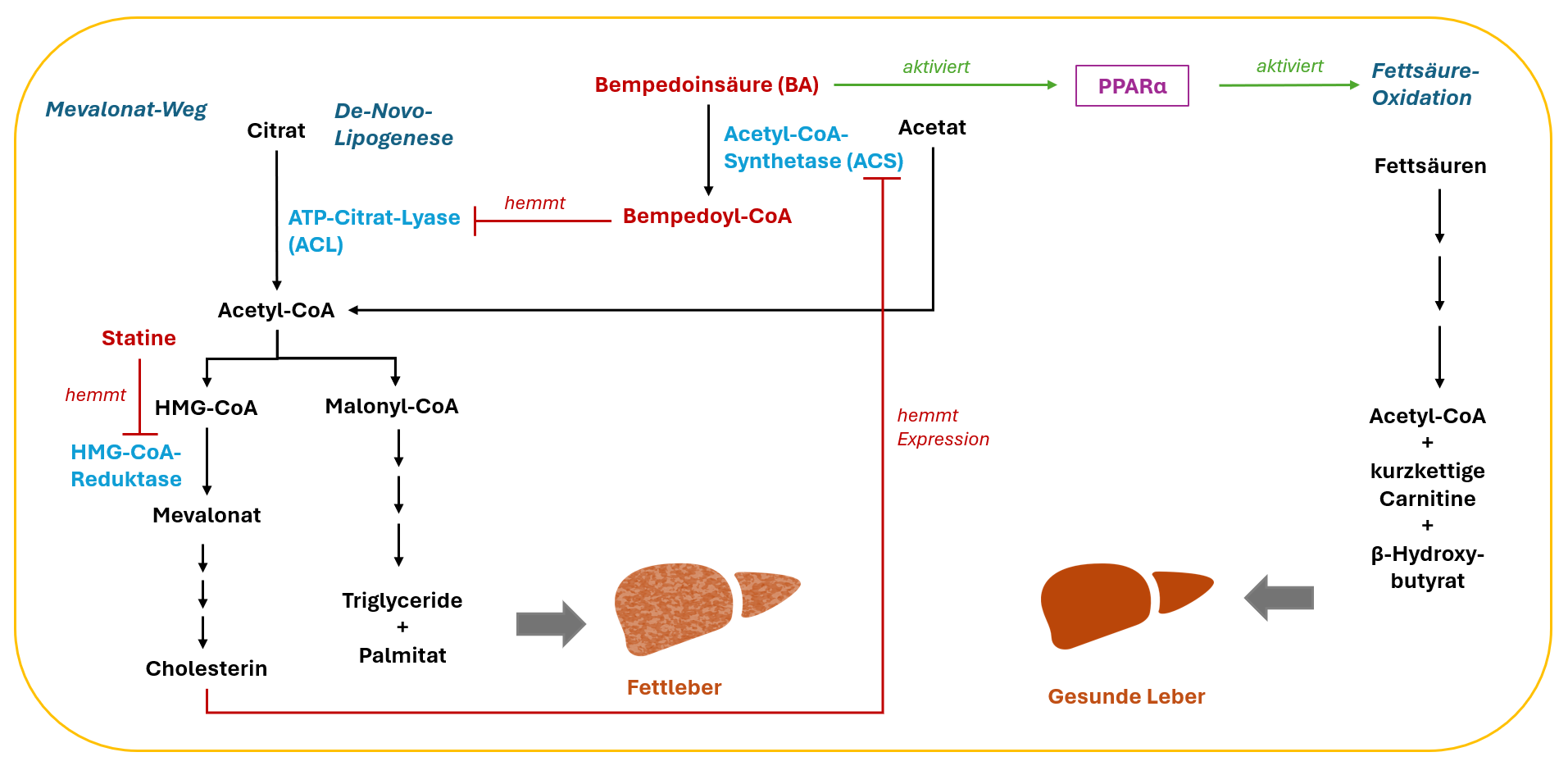 Lipidstoffwechsel in Leberzellen