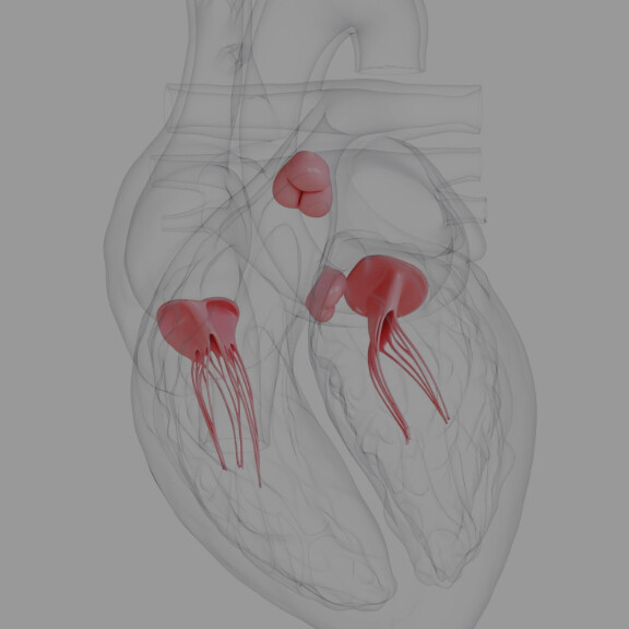 strukturelle-herzerkrankungen-shutterstock-729011815-1zu1-576x576px-dunkler
