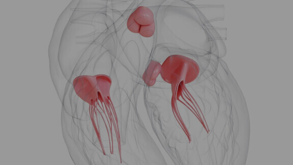 strukturelle-herzerkrankungen-shutterstock-729011815-1zu1-576x576px-dunkler