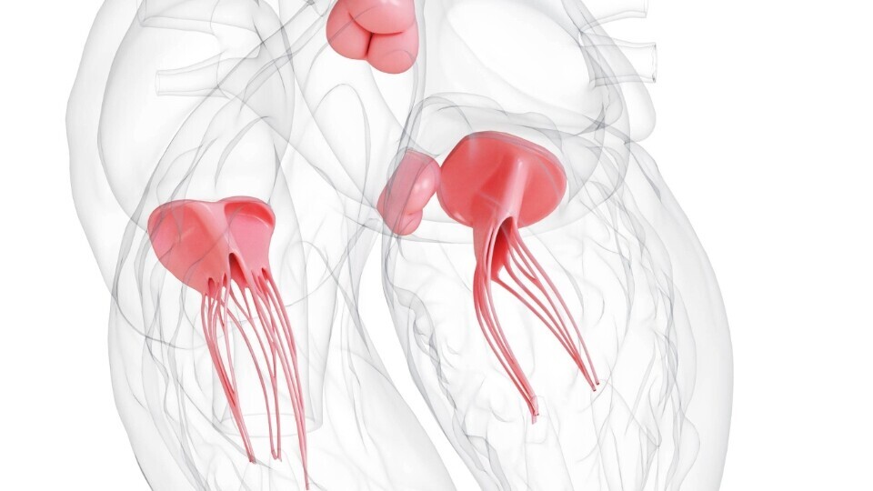 strukturelle-herzerkrankungen-shutterstock-729011815-32zu9-1920x540px