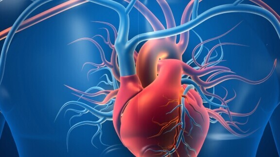 vaskulaere-herzerkrankungen-shutterstock-1576424071-1zu1-576x576px