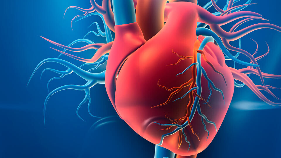 vaskulaere-herzerkrankungen-shutterstock-1576424071-32zu9-1920x540px-1
