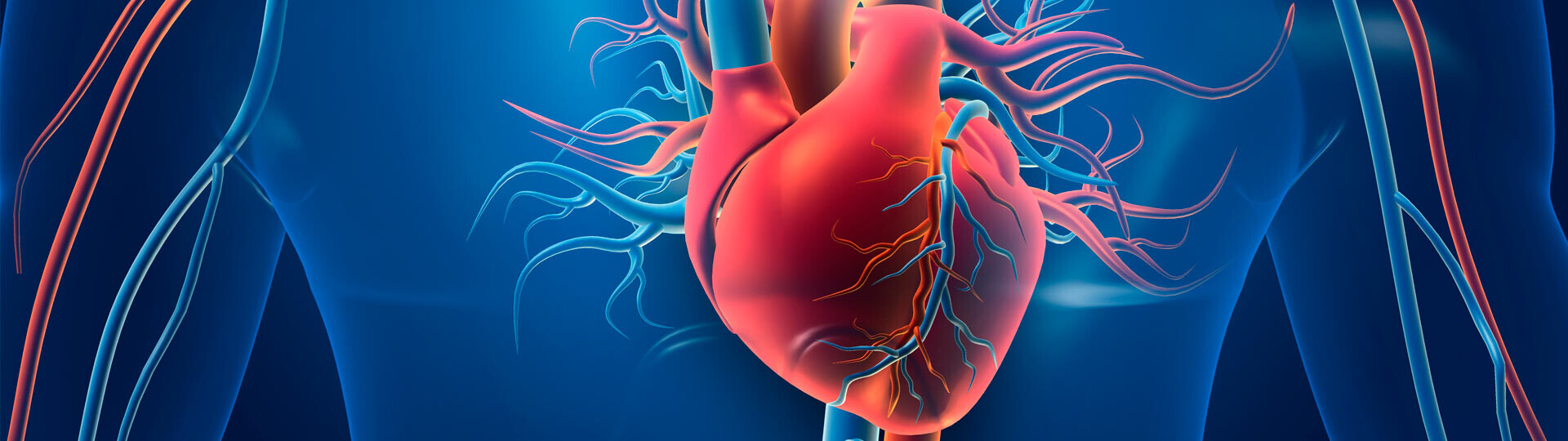 vaskulaere-herzerkrankungen-shutterstock-1576424071-32zu9-1920x540px-1