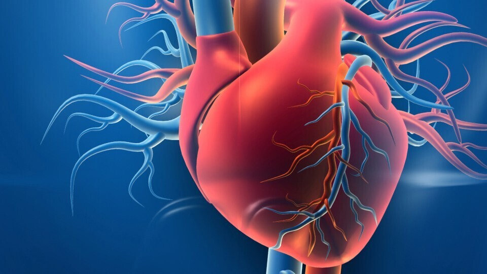 vaskulaere-herzerkrankungen-shutterstock-1576424071-32zu9-1920x540px