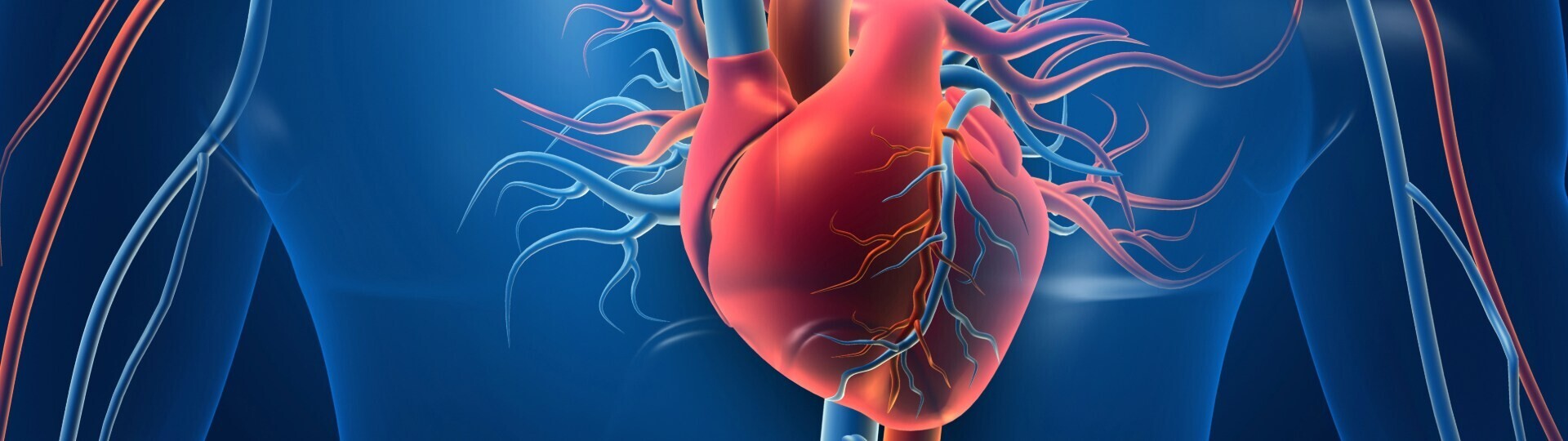 vaskulaere-herzerkrankungen-shutterstock-1576424071-32zu9-1920x540px