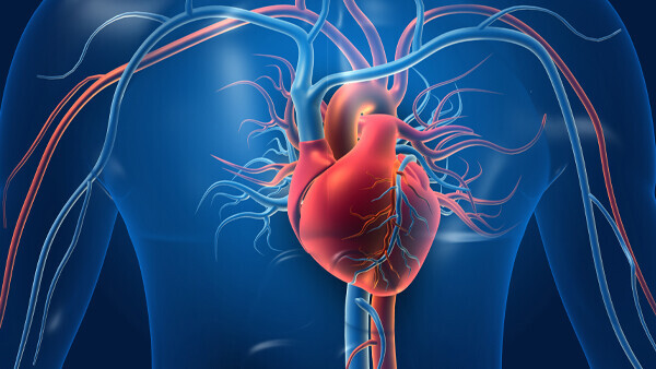 vaskulaere-herzerkrankungen-shutterstock-1576424071-600x338px