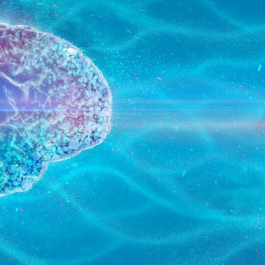 3D-gehirn-und-herz-emotionale-intelligenz-shutterstock-2252995763-32zu9-1920x540px