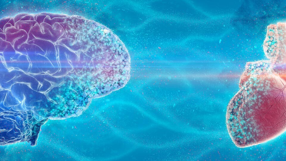 3D-gehirn-und-herz-emotionale-intelligenz-shutterstock-2252995763-32zu9-1920x540px