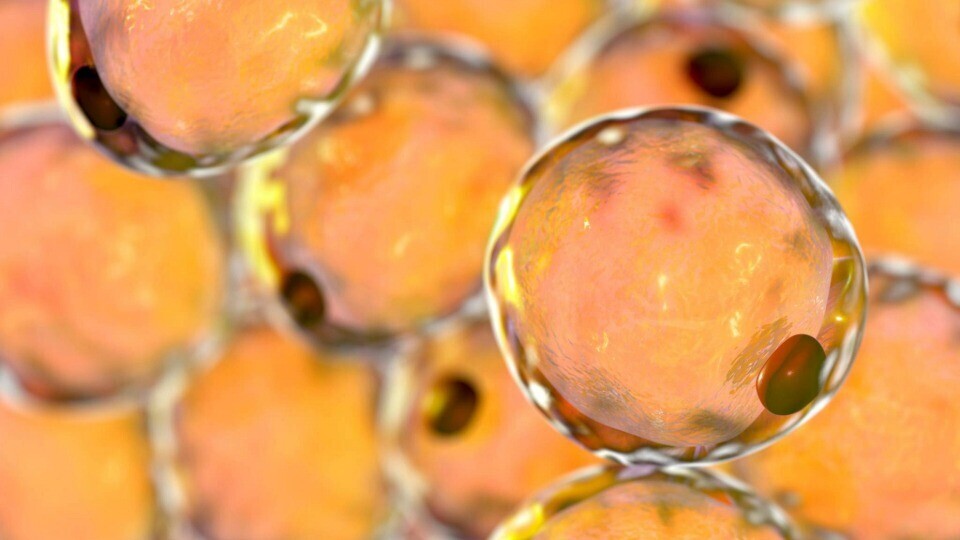 adipozyten-fettzellen-shutterstock-1437298862-32zu9-1920x540