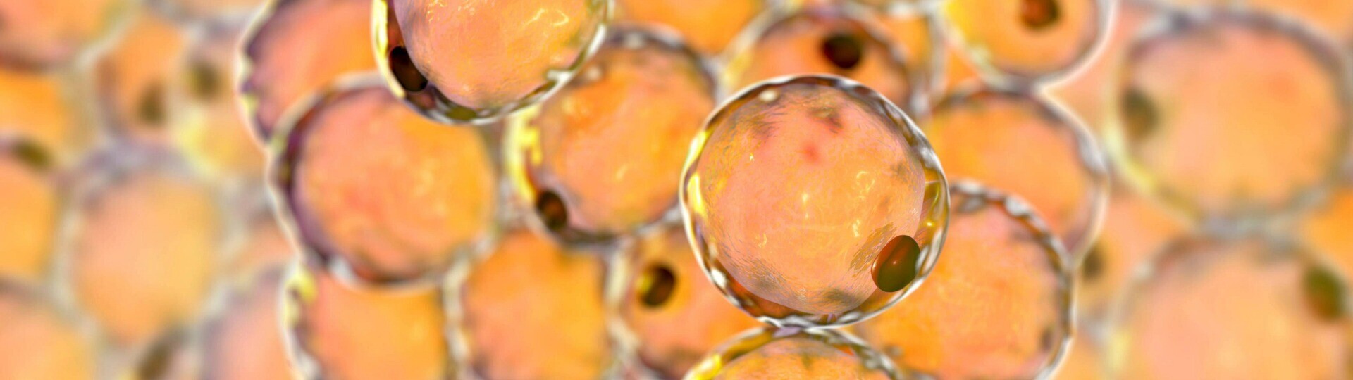 adipozyten-fettzellen-shutterstock-1437298862-32zu9-1920x540