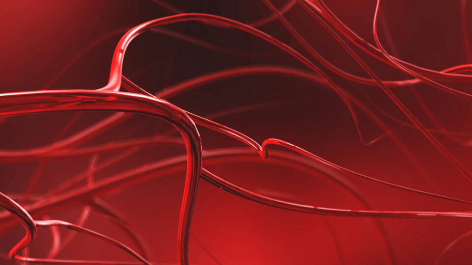 angiologie-arterien-shutterstock-1009280128-32zu9-1920x540px