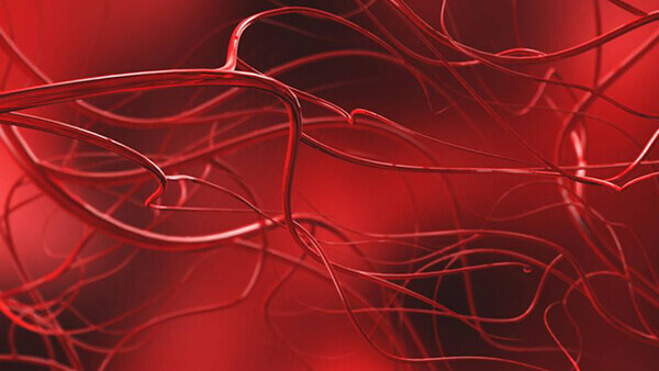 angiologie-arterien-shutterstock-1009280128-600x338px
