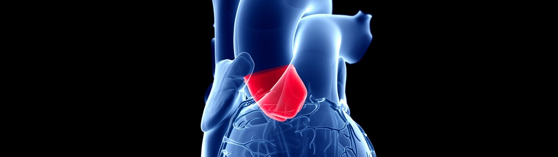 aortenklappe-herz-shutterstock-1482592676-32zu9-1920x540px