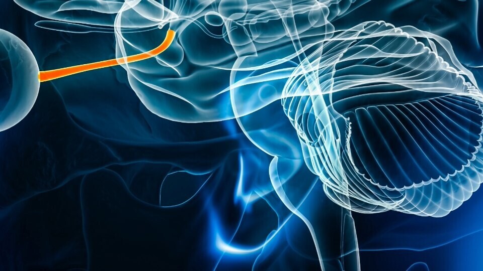 auge-sehnerv-gehirn-shutterstock-2385592567-32zu9-1920x540