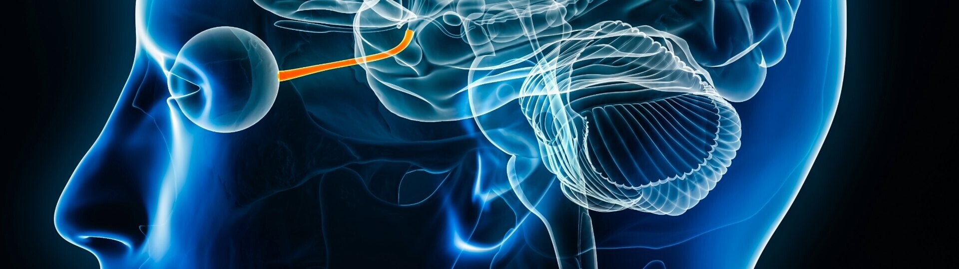 auge-sehnerv-gehirn-shutterstock-2385592567-32zu9-1920x540