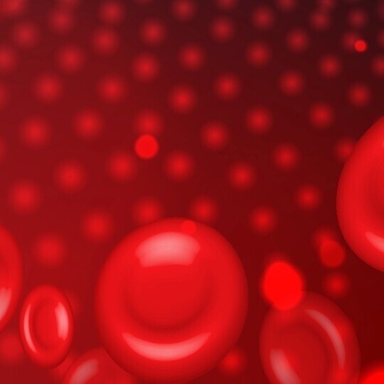 blutgefaess-erythrozyten-shutterstock-2076370474-32zu9-1920x540