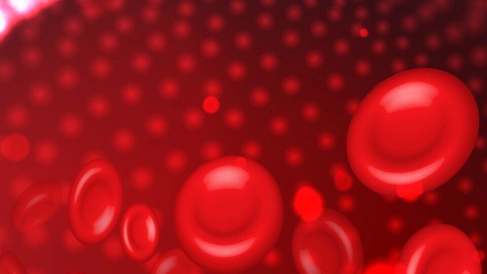 blutgefaess-erythrozyten-shutterstock-2076370474-32zu9-1920x540