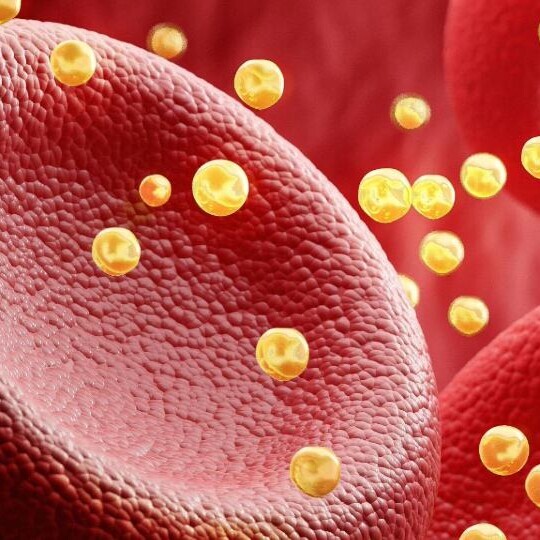 blutzellen-cholesterin-shutterstock-2267232269-32zu9-1920x540