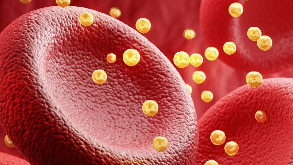 blutzellen-cholesterin-shutterstock-2267232269-32zu9-1920x540