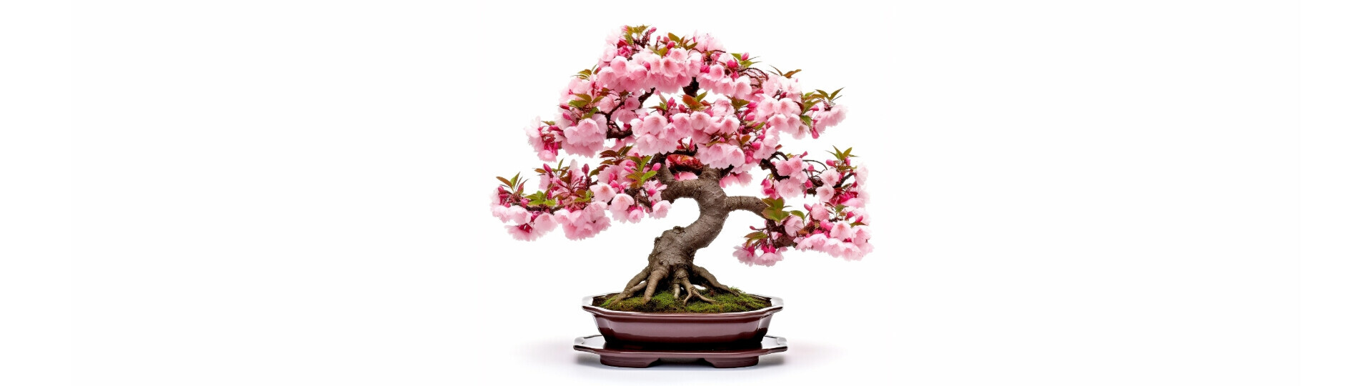 bonsai-baum-shutterstock-2316374467-32zu9-1920x540