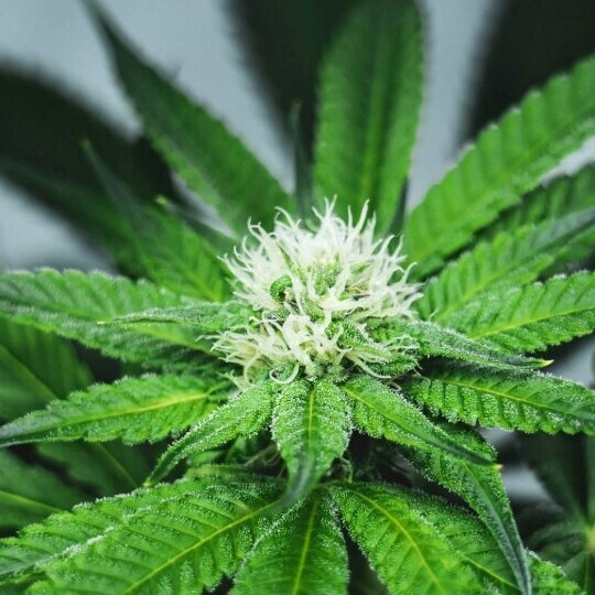 cannabis-shutterstock-2509819063-32zu9-1920x540-komp