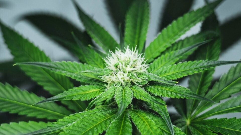 cannabis-shutterstock-2509819063-32zu9-1920x540-komp