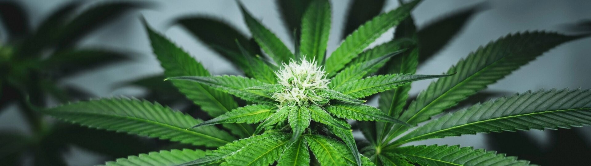 cannabis-shutterstock-2509819063-32zu9-1920x540-komp