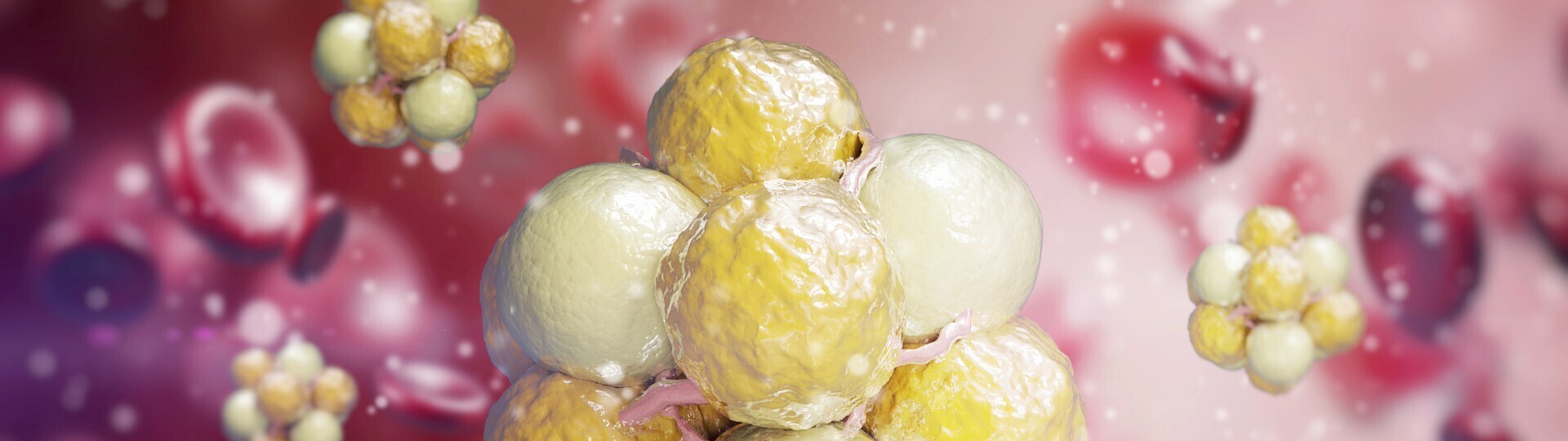 cholesterin-erythrozyten-shutterstock-444287398-32zu9-1920x540