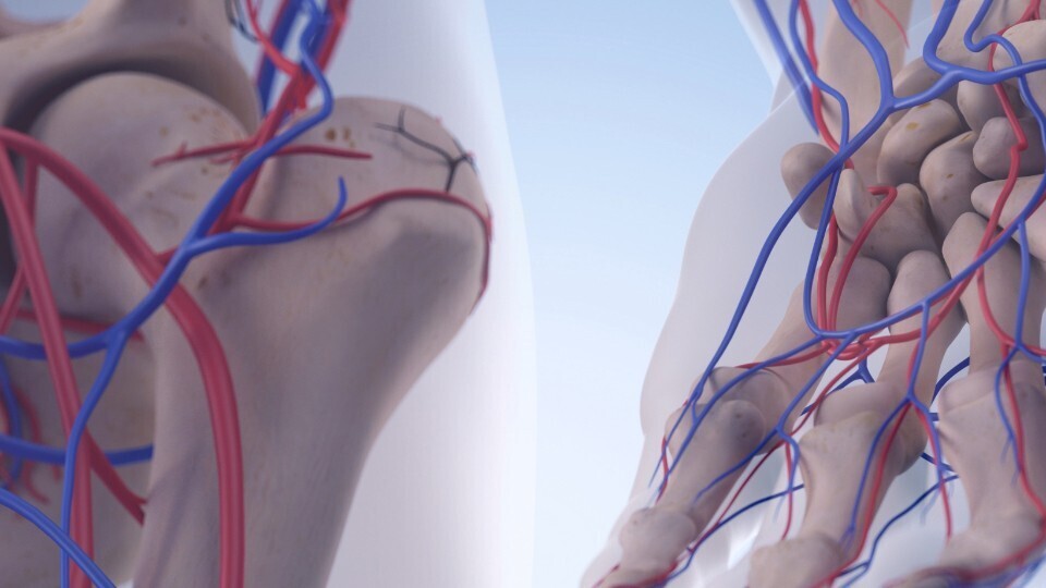 femoral-arterie-kreislauf-hand-shutterstock-312580790-32zu9-1920x540a