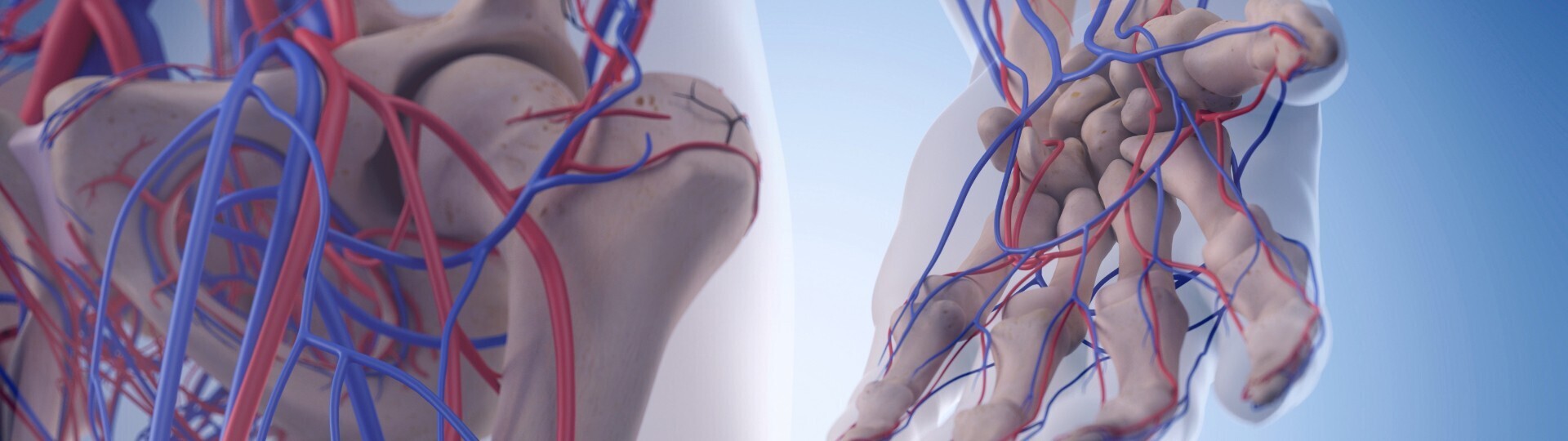 femoral-arterie-kreislauf-hand-shutterstock-312580790-32zu9-1920x540a