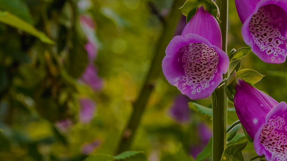 fingerhut-shutterstock-1770853994-32zu9-1920x540px-dunkel