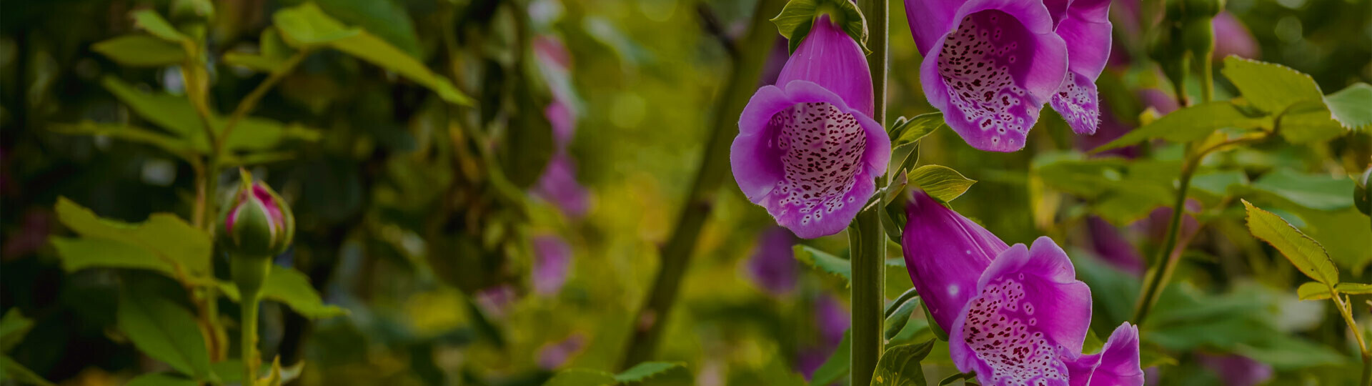 fingerhut-shutterstock-1770853994-32zu9-1920x540px-dunkel