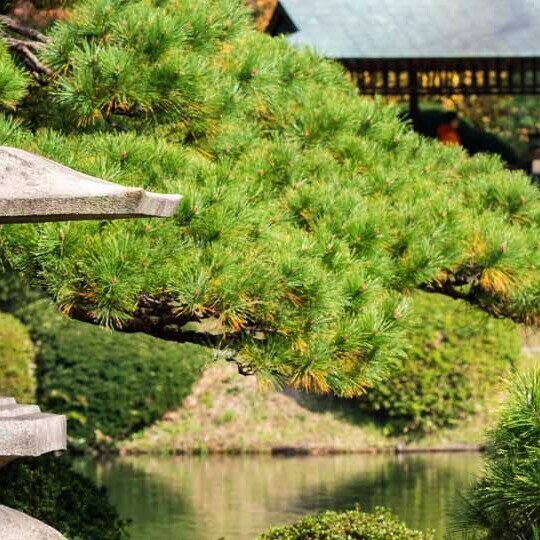 Herbst-shinjuku-park-tokyo-japan-shutterstock-1103821226-1920x540px
