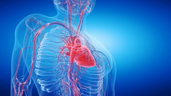 herz-blutgefaesse-shutterstock-1391792228-16zu9-600x338