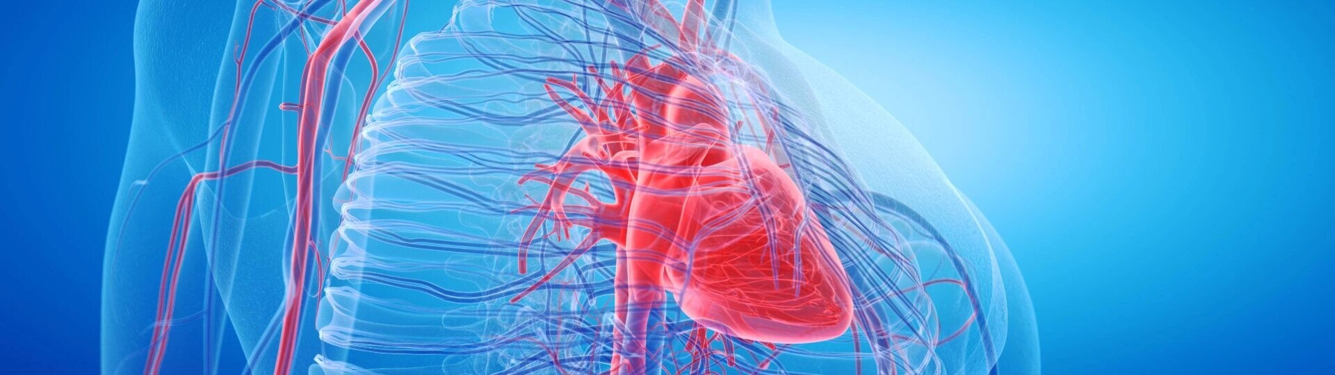 herz-blutgefaesse-shutterstock-1391792228-32zu9-1920x540