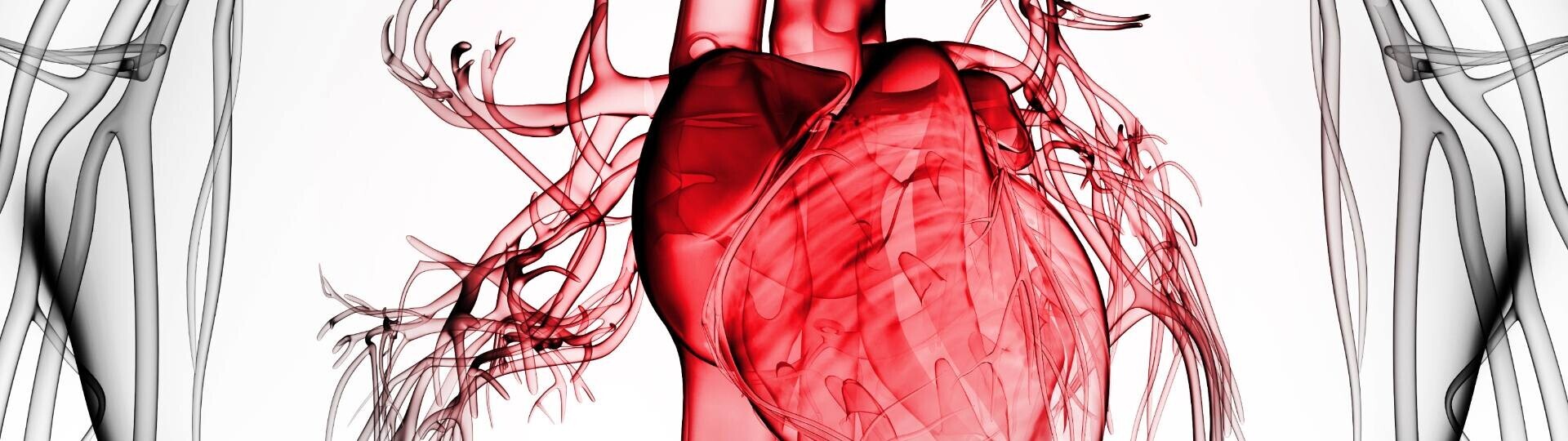 herz-gefaesse-shutterstock-127653560-32zu9-1920x540